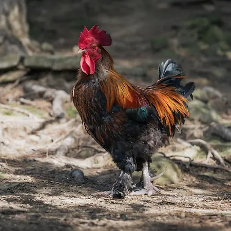 Casa Del Nonno Κατάλυμα σε φάρμα