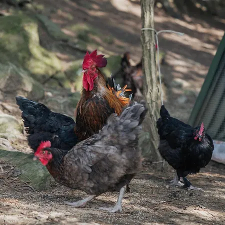 Κατάλυμα σε φάρμα Casa Del Nonno