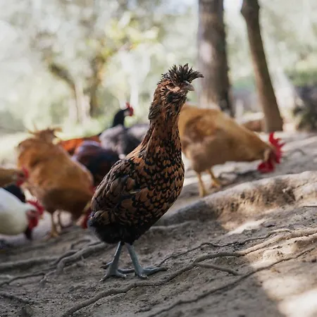Κατάλυμα σε φάρμα Casa Del Nonno Valfabbrica