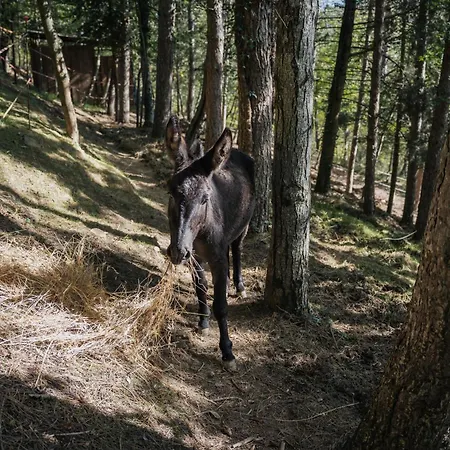 Κατάλυμα σε φάρμα Casa Del Nonno Valfabbrica